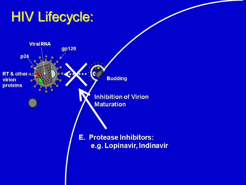 Budding  HIV Lifecycle: E.  Protease Inhibitors:  e.g. Lopinavir, Indinavir Inhibition of